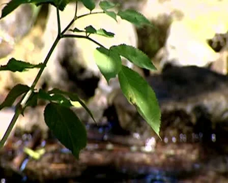 Source Stock Footage 10571358