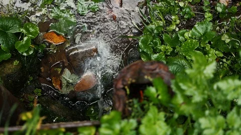 Source in the forest. Pure water Stock-Footage 116267241