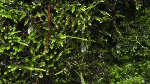 A source in the mountain Stock Footage 43742876