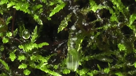 A source in the mountain Stock Footage 43743086