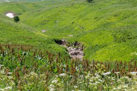 The source of the mountain river originates in the mountains on alpine meadow Stock Photos