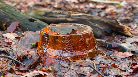 Source of river among dry leaves Stock Footage 149657357
