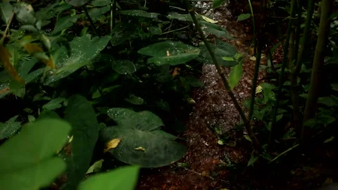 The Source of the River that Feeds into Olhos D’Agua’s Park Stock Footage 166867742