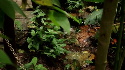 The Source of the River that Feeds into Olhos D’Agua’s Park Stock Footage 166868022