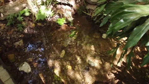Source of the river in Olhos d Agua Park Vídeo Stock 201499078