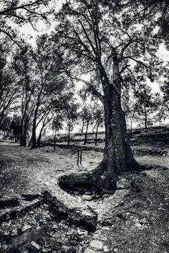 Source of the river Pinilla under a tree at Viveros Stock Photos