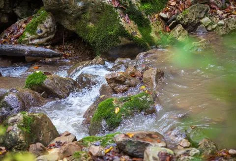 The source of the river in the wild, a walk along the riverbed with a view of Stock Photos