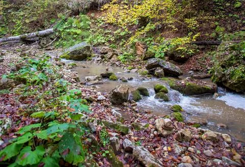 The source of the river in the wild, a walk along the riverbed with a view of Stock Photos