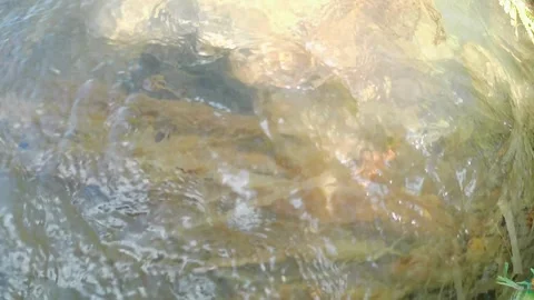 The source of spring water 스톡 동영상 241912233