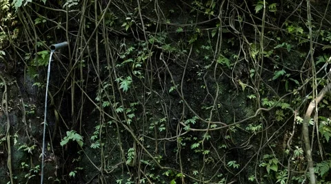Source of water in the forest 库存影片 50874259