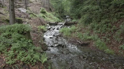 Sources of the Vistula River in Beskidy. Stock Footage 133447499