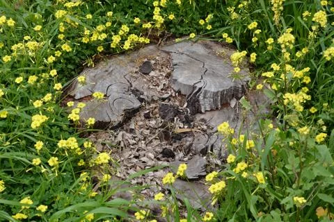 Sources of the Yarkon River Stock Photos