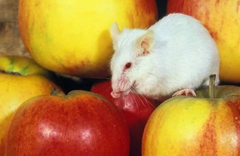 SOURIS BLANCHE Stock Photos