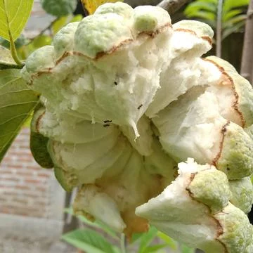 Soursop fruit bursts on the tree trunk after being eaten by bats Stock Photos