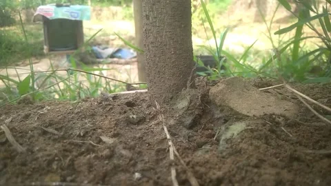Soursop fruit Stock Footage 169463900