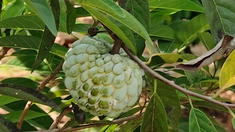 Soursop fruit Stock Footage 288648925