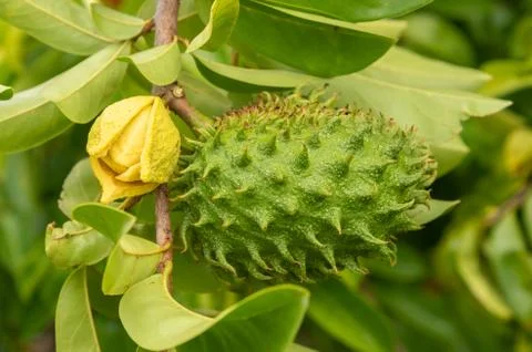 Soursop fruit on its trees Stock Photos