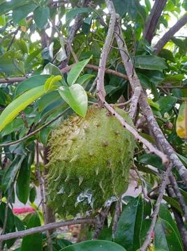 Soursop fruit Stock-Fotos