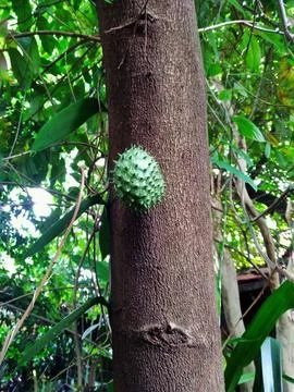 Soursop fruit Stock Photos
