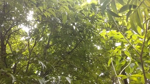 Soursop fruit plant Stock Footage 327691853