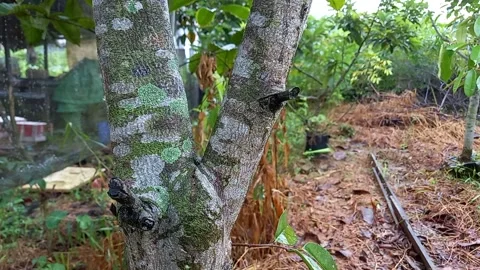 Soursop fruit tree trunk 스톡 동영상 158750187