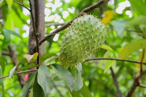 Soursop fruit on a tropical fruit tree close up Stock Photos