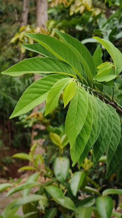 Soursop leaves Stock-Footage 293040217