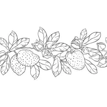 Soursop Outline Horizontal Seamless Pattern. Stock Illustration