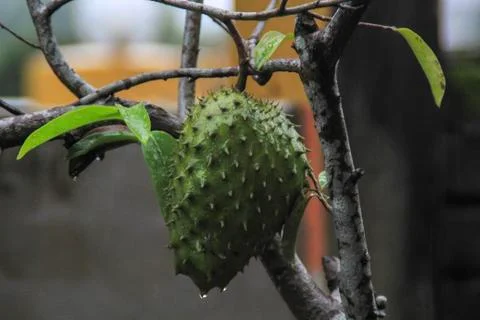 Soursop Foto stock