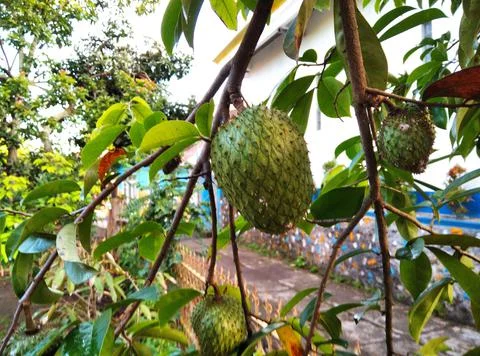 Soursop.  Stock Photos