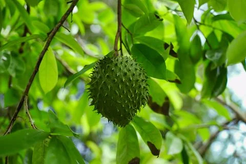 Soursop Stock Photos