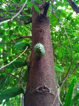 Soursop Stock Photos