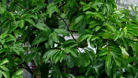 Soursop Tree Under The Rain _clip-085 Stock Footage 291529679