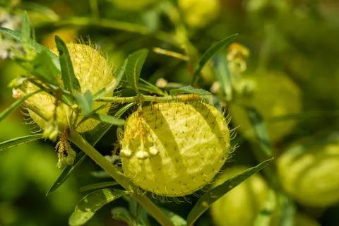 Soursop on a tree under the sun light Stock Photos