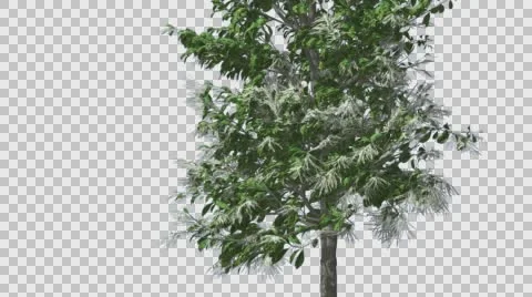 Sourwood Thin Tree is Swaying at The Wind Green Tree Leaves Are Fluttering Stock Footage 57406502