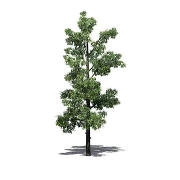 Sourwood Tree in the spring with shadow on the floor Illustrazione stock