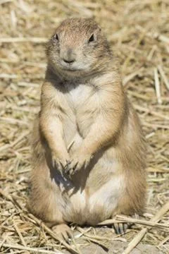 Souslik (ground squirrel) Foto stock