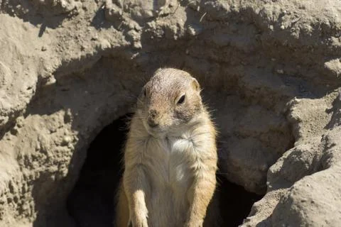 Souslik (ground squirrel) Stock Photos