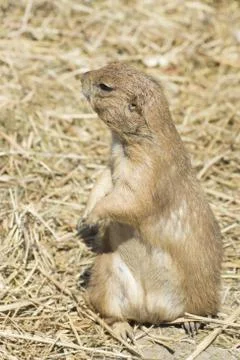 Souslik (ground squirrel) Stock Photos