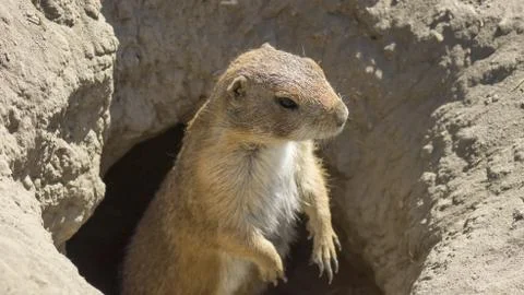 Souslik (ground squirrel) Foto stock