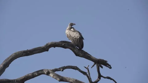 South Africa Eagle Stock-Footage 221774809