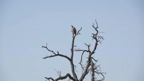 South Africa Eagle Stock-Footage 221774839
