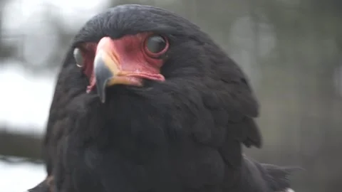 South Africa Eagle Stock-Footage 221775172