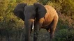 South Africa Elephant Happy Stock Footage