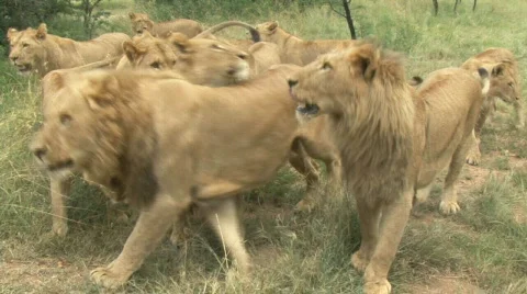 South Africa Lions 08 group Stock Footage