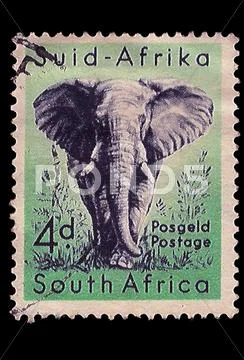 South africa postage stamp african elephant 1954 Stock Illustration