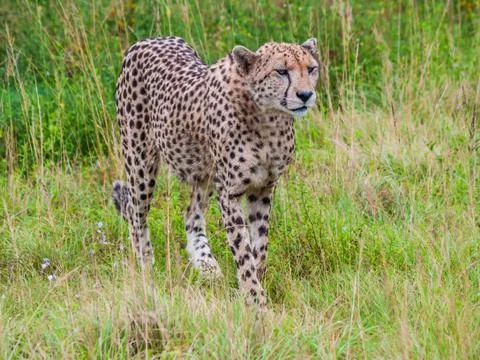 South Africa Wildlife Cheetah Stalking Hunting Stock Photos
