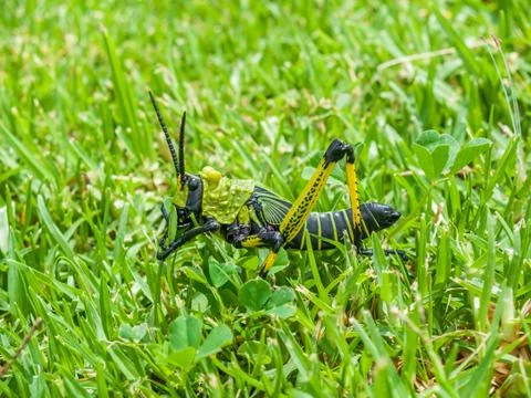 South Africa Wildlife Closeup of Green Grasshopper In Grass Stock Photos