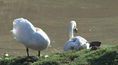 South Africa Wildlife, Swans Stock Footage