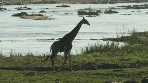 South African Giraffe Stock Footage 154072016